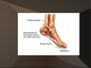 Ischio jambier animation 3D cuisse 