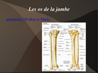 Quadriceps animation 3D quadriceps 