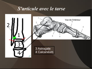 Adducteur animation 3D adducteur 