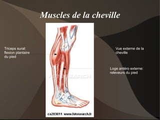 Ischio jambier animation 3D ischiaux-jambier 