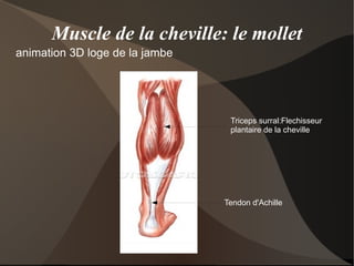 Fessiers animation 3D petit et moyen fessier 