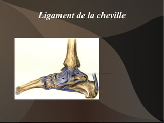 Le muscle Commence et se termine par un tendon 