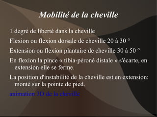 Est fixé à chaque extrémité sur un os par l'intermédiaire du tendon 