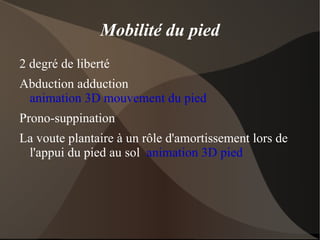 Permet la mobilisation des segments articulaires. C'est le seul organe du corps qui permet le mouvement. 