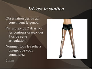 Théorie: La physiologie de l'os 