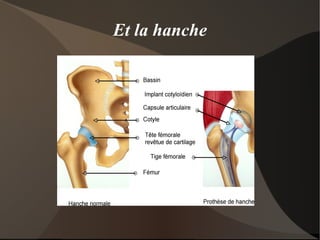 La contraction musculaire But: raccourcir le muscle 