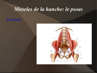 Moyen: le glissement des fibres de myosine par rapport aux fibres d'actine 