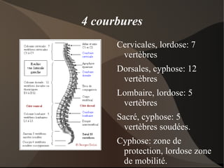 3/ Les ligaments: rôle de maintien Observation des ligaments du genou 