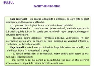 ANATOMIE SNC LP 3 Trunchiul cerebral.ppt
