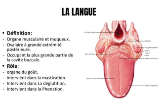 LA LANGUE
• Définition:
- Organe musculaire et muqueux.
- Ovalaire à grande extrémité
postérieure.
- Occupant la plus grande partie de
la cavité buccale.
• Rôle:
- organe du goût.
- intervient dans la mastication.
- Intervient dans La déglutition.
- Intervient dans la Phonation.
 