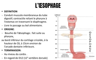 L’ŒSOPHAGE
• DEFINITION
- Conduit musculo-membraneux du tube
digestif; contractile reliant le pharynx à
l'estomac en traversant le diaphragme.
- Livre le passage au bol alimentaire.
• ORIGINE:
- Bouche de l'œsophage.: fait suite au
pharynx,
au bord inférieur du cartilage cricoïde, à la
hauteur de C6, à 15cm environ de
l'arcade dentaire inférieure.
• TERMINAISON:
- Au niveau du cardia .
- En regard de D12 (12e
vertèbre dorsale)
 