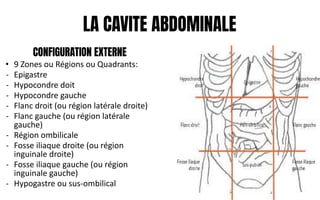 LA CAVITE ABDOMINALE
CONFIGURATION EXTERNE
• 9 Zones ou Régions ou Quadrants:
- Epigastre
- Hypocondre doit
- Hypocondre gauche
- Flanc droit (ou région latérale droite)
- Flanc gauche (ou région latérale
gauche)
- Région ombilicale
- Fosse iliaque droite (ou région
inguinale droite)
- Fosse iliaque gauche (ou région
inguinale gauche)
- Hypogastre ou sus-ombilical
 