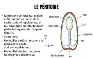 LE PÉRITOINE
• Membrane séreuse qui tapisse
entièrement les parois de la
cavité abdominopelvienne, et
qui enveloppe en totalité ou en
partie les organes de l’appareil
digestif.
• Comprend:
- Un feuillet pariétal: recouvre le
parois de la cavité
abdominopelvienne…
- Un feuillet viscéral: recouvre
les organes abdominaux
 