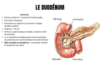 LE DUODÉNUM
DEFINITION
• Portion initiale (1ère
partie) de l'intestin grêle
• Fait suite à l’estomac.
• Commence au pylore et se termine à l’angle
duodéno-jujénal
• longueur = 25 cm
• forme un cadre presque complet, moulant la tête
du pancréas
• il y a 4 portions où débouchent le canal excréteur
du pancréas et le canal excréteur des voies biliaires
• Rôle principal du duodénum = neutraliser l’acidité
et la pepsine du chyme
 