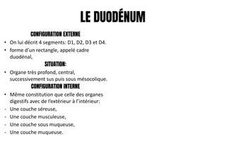 LE DUODÉNUM
CONFIGURATION EXTERNE
• On lui décrit 4 segments: D1, D2, D3 et D4.
• forme d’un rectangle, appelé cadre
duodénal,
SITUATION:
• Organe très profond, central,
successivement sus puis sous mésocolique.
CONFIGURATION INTERNE
• Même constitution que celle des organes
digestifs avec de l’extérieur à l’intérieur:
- Une couche séreuse,
- Une couche musculeuse,
- Une couche sous muqueuse,
- Une couche muqueuse.
 