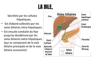 LA BILE,
Sécrétée par les cellules
hépatiques,
• Est d’abord collectée par les
voies biliaires intra-hépatiques.
• Est ensuite conduite du foie
jusqu’au duodénum par les
voies biliaires extra hépatiques
(qui se composent de la voie
biliaire principale et de la voie
biliaire accessoire)
 