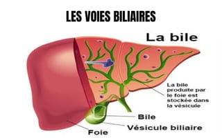 LES VOIES BILIAIRES
 