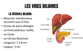 LES VOIES BILIAIRES
LA VÉSICULE BILIAIRE:
• Réservoir membraneux
accroché sous le foie.
• Forme de poire allongée:
- un Fond antérieur renflé,
- un Corps
- un Col (ou Bassinet).
- Longueur: 7 à 8 cm
- Largeur: 3 cm
 