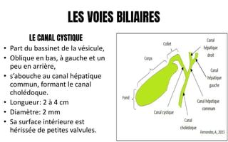 LES VOIES BILIAIRES
LE CANAL CYSTIQUE
• Part du bassinet de la vésicule,
• Oblique en bas, à gauche et un
peu en arrière,
• s’abouche au canal hépatique
commun, formant le canal
cholédoque.
• Longueur: 2 à 4 cm
• Diamètre: 2 mm
• Sa surface intérieure est
hérissée de petites valvules.
 