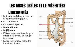 LES ANSES GRÊLES ET LE MÉSENTÈRE
L’INTESTIN GRÊLE
• Fait suite au D4 au niveau de
l’angle duodéno-jéjunal.
• Est très mobile
• Comprend 3 parties:
- Le duodénum
- Le jéjunum
- L’iléon se poursuit par le gros
intestin au niveau de l’angle
iléo-caecal
• Longueur variable selon les
individus: 5 à 6 m.
 