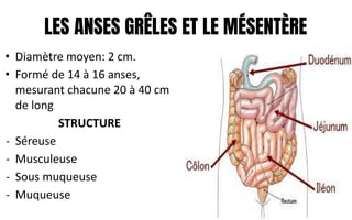 LES ANSES GRÊLES ET LE MÉSENTÈRE
• Diamètre moyen: 2 cm.
• Formé de 14 à 16 anses,
mesurant chacune 20 à 40 cm
de long
STRUCTURE
- Séreuse
- Musculeuse
- Sous muqueuse
- Muqueuse
 