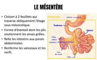 LE MÉSENTÈRE
• Cloison à 2 feuillets qui
traverse obliquement l’étage
sous mésocolique.
• Forme d’éventail dont les plis
soutiennent les anses grêles.
• Relie les intestins aux parois
abdominales
• Renferme les vaisseaux et les
nerfs.
 