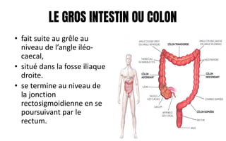 LE GROS INTESTIN OU COLON
• fait suite au grêle au
niveau de l’angle iléo-
caecal,
• situé dans la fosse iliaque
droite.
• se termine au niveau de
la jonction
rectosigmoidienne en se
poursuivant par le
rectum.
 