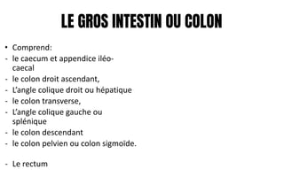 LE GROS INTESTIN OU COLON
• Comprend:
- le caecum et appendice iléo-
caecal
- le colon droit ascendant,
- L’angle colique droit ou hépatique
- le colon transverse,
- L’angle colique gauche ou
splénique
- le colon descendant
- le colon pelvien ou colon sigmoïde.
- Le rectum
 