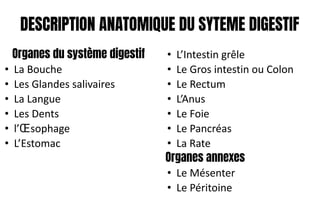 DESCRIPTION ANATOMIQUE DU SYTEME DIGESTIF
Organes du système digestif
• La Bouche
• Les Glandes salivaires
• La Langue
• Les Dents
• l’Œsophage
• L’Estomac
• L’Intestin grêle
• Le Gros intestin ou Colon
• Le Rectum
• L’Anus
• Le Foie
• Le Pancréas
• La Rate
Organes annexes
• Le Mésenter
• Le Péritoine
 