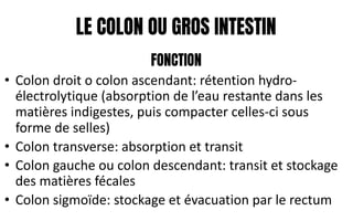 LE COLON OU GROS INTESTIN
FONCTION
• Colon droit o colon ascendant: rétention hydro-
électrolytique (absorption de l’eau restante dans les
matières indigestes, puis compacter celles-ci sous
forme de selles)
• Colon transverse: absorption et transit
• Colon gauche ou colon descendant: transit et stockage
des matières fécales
• Colon sigmoïde: stockage et évacuation par le rectum
 