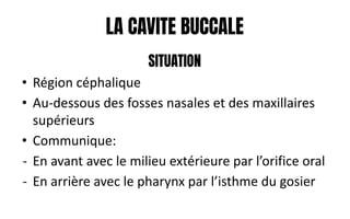 LA CAVITE BUCCALE
SITUATION
• Région céphalique
• Au-dessous des fosses nasales et des maxillaires
supérieurs
• Communique:
- En avant avec le milieu extérieure par l’orifice oral
- En arrière avec le pharynx par l’isthme du gosier
 
