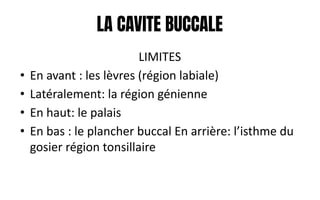 LA CAVITE BUCCALE
LIMITES
• En avant : les lèvres (région labiale)
• Latéralement: la région génienne
• En haut: le palais
• En bas : le plancher buccal En arrière: l’isthme du
gosier région tonsillaire
 