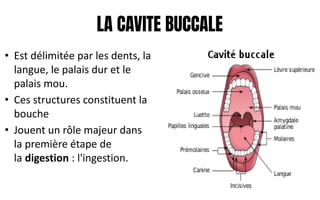 LA CAVITE BUCCALE
• Est délimitée par les dents, la
langue, le palais dur et le
palais mou.
• Ces structures constituent la
bouche
• Jouent un rôle majeur dans
la première étape de
la digestion : l'ingestion.
 