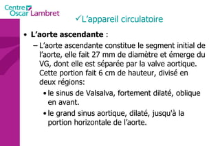 L’aorte ascendante  : L’aorte ascendante constitue le segment initial de l’aorte, elle fait 27 mm de diamètre et émerge du VG, dont elle est séparée par la valve aortique. Cette portion fait 6 cm de hauteur, divisé en deux régions: le sinus de Valsalva, fortement dilaté, oblique en avant.  le grand sinus aortique, dilaté, jusqu'à la portion horizontale de l’aorte.  L’appareil circulatoire 