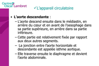 L’aorte descendante  : L’aorte descend ensuite dans le médiastin, en arrière du cœur et en avant de l’oesophage dans sa partie supérieure, en arrière dans sa partie inférieure. Cette partie est relativement fixée par rapport aux deux autres segments. La jonction entre l’aorte horizontale et descendante est appelée isthme   aortique.  Elle traverse ensuite le diaphragme et devient l’aorte abdominale. L’appareil circulatoire 