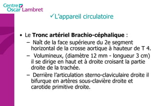 Le  Tronc artériel Brachio-céphalique  : Naît de la face supérieure du 2e segment horizontal de la crosse aortique à hauteur de T 4. Volumineux, (diamètre 12 mm - longueur 3 cm) il se dirige en haut et à droite croisant la partie droite de la trachée. Derrière l’articulation sterno-claviculaire droite il bifurque en artères sous-clavière droite et carotide primitive droite.  L’appareil circulatoire 