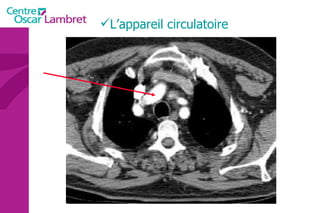 L’appareil circulatoire 