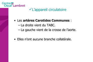 Les  artères Carotides Communes  : La droite vient du TABC. La gauche vient de la crosse de l’aorte. Elles n’ont aucune branche collatérale. L’appareil circulatoire 