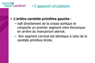 L’artère carotide primitive gauche  : naît directement de la crosse aortique et comporte un premier segment intra thoracique en arrière du manubrium sternal. Son segment cervical est identique à celui de la carotide primitive droite.  L’appareil circulatoire 