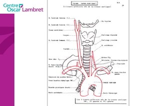 L’appareil circulatoire 