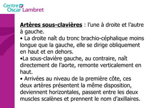 Artères sous-clavières  : l’une à droite et l’autre à gauche. La droite naît du tronc brachio-céphalique moins longue que la gauche, elle se dirige obliquement en haut et en dehors.  La sous-clavière gauche, au contraire, naît directement de l’aorte, remonte verticalement en haut. Arrivées au niveau de la première côte, ces deux artères présentent la même disposition, deviennent horizontales, passent entre les deux muscles scalènes et prennent le nom d'axillaires.  