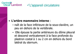 L’artère mammaire interne  : naît de la face inférieure de la sous-clavière, un peu en dehors de la vertébrale. Elle épouse la partie antérieure du dôme pleural et descend verticalement à la face profonde du plastron costal à 1 ou 2 cm en dehors du bord latéral du sternum.  L’appareil circulatoire 