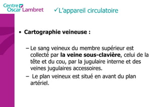 Cartographie veineuse :  Le sang veineux du membre supérieur est collecté par  la veine sous-clavière , celui de la tête et du cou, par la jugulaire interne et des veines jugulaires accessoires. Le plan veineux est situé en avant du plan artériel.  L’appareil circulatoire 