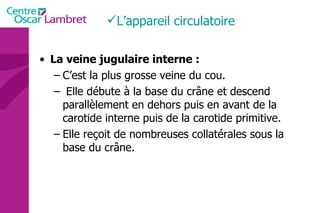 La veine jugulaire interne : C’est la plus grosse veine du cou. Elle débute à la base du crâne et descend parallèlement en dehors puis en avant de la carotide interne puis de la carotide primitive.  Elle reçoit de nombreuses collatérales sous la base du crâne. L’appareil circulatoire 
