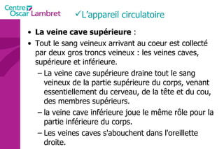 La veine cave supérieure  : Tout le sang veineux arrivant au coeur est collecté par deux gros troncs veineux : les veines caves, supérieure et inférieure.  La veine cave supérieure draine tout le sang veineux de la partie supérieure du corps, venant essentiellement du cerveau, de la tête et du cou, des membres supérieurs.  la veine cave inférieure joue le même rôle pour la partie inférieure du corps.  Les veines caves s'abouchent dans l'oreillette droite.  L’appareil circulatoire 