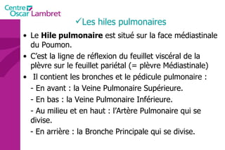Le  Hile pulmonaire  est situé sur la face médiastinale du Poumon.  C’est la ligne de réflexion du feuillet viscéral de la plèvre sur le feuillet pariétal (= plèvre Médiastinale) Il contient les bronches et le pédicule pulmonaire : - En avant : la Veine Pulmonaire Supérieure. - En bas : la Veine Pulmonaire Inférieure. - Au milieu et en haut : l’Artère Pulmonaire qui se  divise. - En arrière : la Bronche Principale qui se divise. Les hiles pulmonaires 
