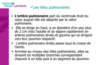 Les hiles pulmonaires L’artère pulmonaire  part du ventricule droit du cœur auquel elle est séparée par la valve   pulmonaire. Elle se dirige en haut, a un diamètre d’un peu plus de 2 cm chez l'adulte et se sépare rapidement en artères pulmonaires droite et gauche qui se dirigent vers leur poumon respectif. L’artère pulmonaire droite passe sous la crosse de l’aorte.  Arrivées au niveau des hiles pulmonaires, elles se divisent en multiples branches correspondant chacune à un lobe puis à un segment du poumon.  