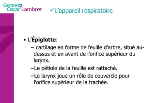 L’ Épiglotte : cartilage en forme de feuille d’arbre, situé au-dessus et en avant de l’orifice supérieur du larynx.  Le pétiole de la feuille est rattaché. Le larynx joue un rôle de couvercle pour l'orifice supérieur de la trachée.  L’appareil respiratoire  