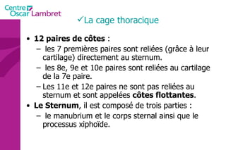 La cage thoracique 12 paires de côtes  : les 7 premières paires sont reliées (grâce à leur cartilage) directement au sternum. les 8e, 9e et 10e paires sont reliées au cartilage de la 7e paire.  Les 11e et 12e paires ne sont pas reliées au sternum et sont appelées  côtes flottantes .  Le Sternum , il est composé de trois parties : le manubrium et le corps sternal ainsi que le   processus xiphoïde.  