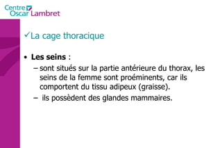 Les seins  : sont situés sur la partie antérieure du thorax, les seins de la femme sont proéminents, car ils comportent du tissu adipeux (graisse). ils possèdent des glandes mammaires.  La cage thoracique 